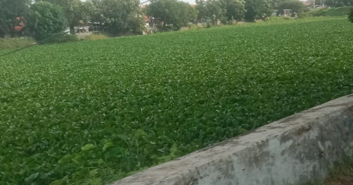 Miris! Eceng Gondok Penuhi Sungai Cimanuk Dayung, Kinerja Pemkab Indramayu Jadi Sorotan