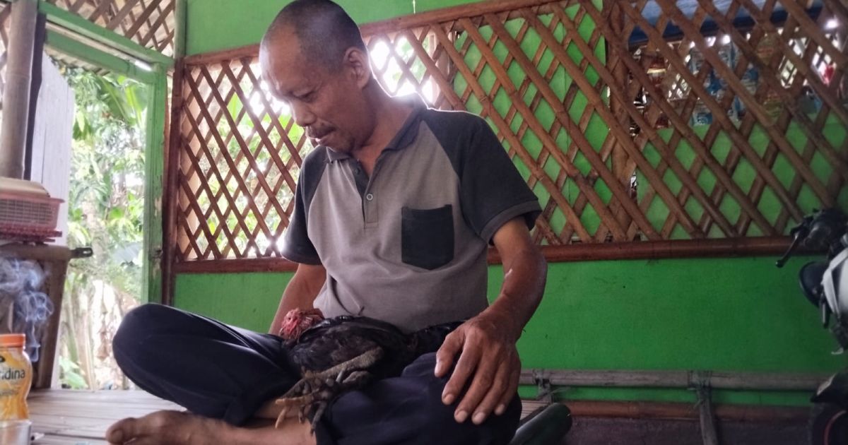 Kisah Si Gogo, Ayam Peliharaan Abah Onlin yang Selalu Ikuti Tuannya dan Menolak Disembelih