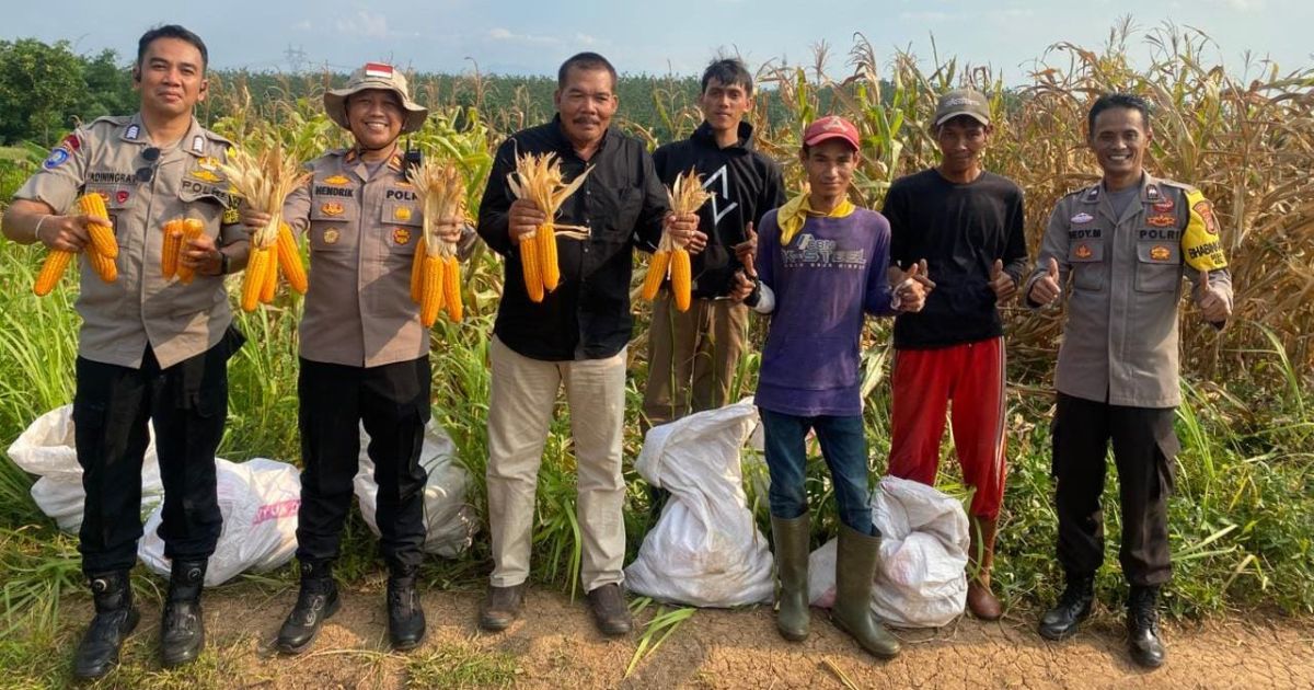 Polsek Tenjo Bersama Kepala Desa Babakan Gelar Panen Jagung Hibrida