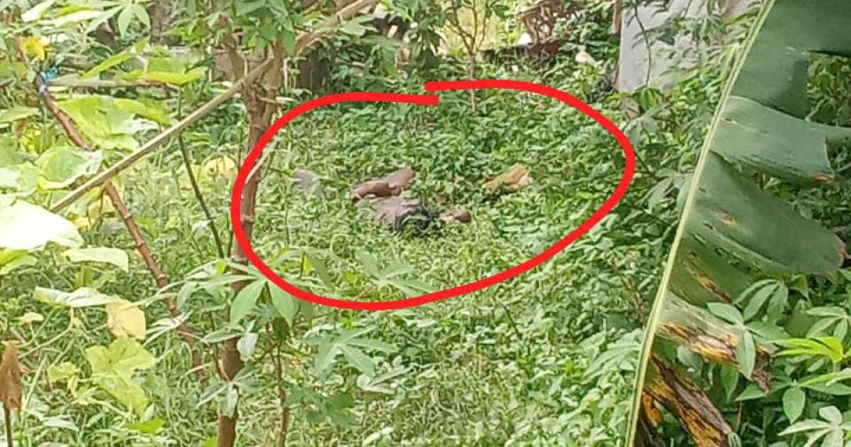 Diduga ODGJ, Pria Tanpa Identitas Ditemukan Tewas di Kebun Rawa Bule