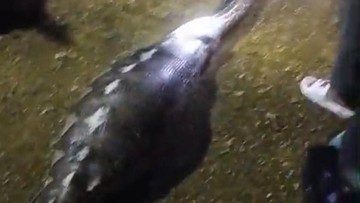 Momen Lebaran Tercoreng: Misteri Reptil Raksasa Telan Ternak Hamil di Jantung Kota Kendari