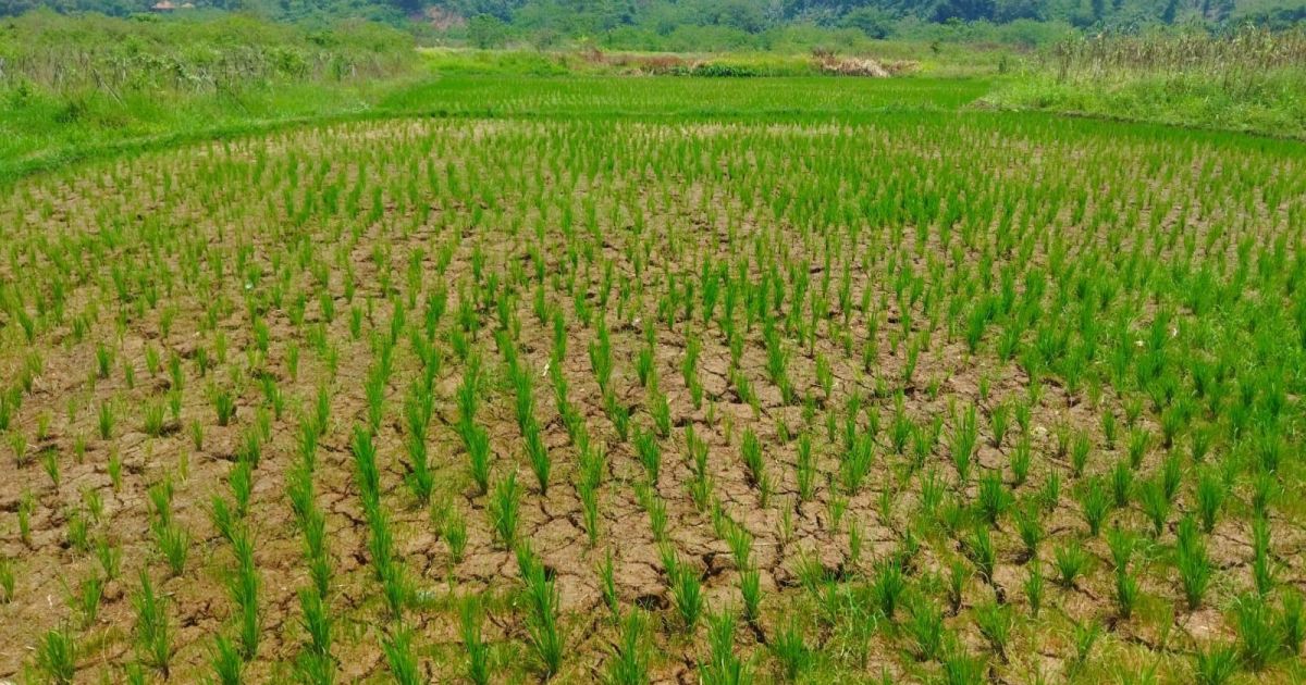 Enam Tahun Menunggu, Irigasi Jasinga Belum Tuntas: Petani di Jasinga Alami Kekeringan Bertahan dengan Swadaya