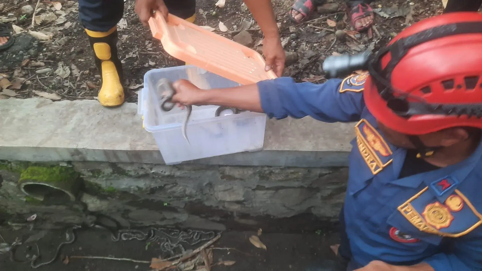 Puluhan Anak Ular Sanca Batik Ditemukan di Depan Dinas Pariwisata, Gegerkan warga 