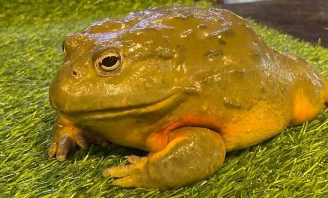 Fenomena Aneh di Mariuk, Kodok Bersuara Keras Mirip Kerbau!