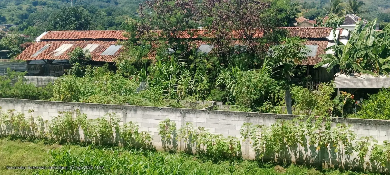 Warga Mekarsari Cikawung Keluhkan Limbah Kotoran Ternak Bebek Di Pemukiman